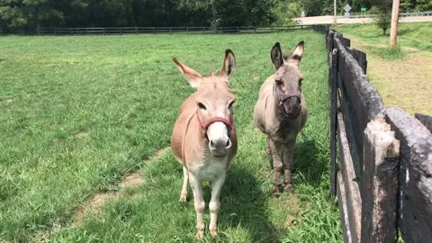 Two donkeys standing in a field 動画素材 147296967