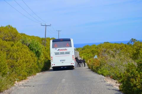 Two donkeys standing on the road next to the tourist bus Stock Photos
