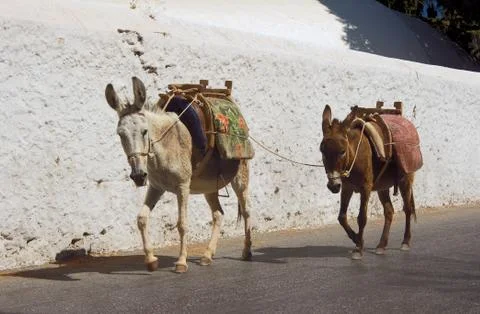 Two donkeys on the streets Stock Photos