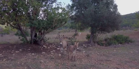 Two donkeys under a tree Stock Footage 98386928