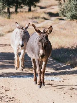 Two Donkeys Walking on Dirt Path Stock Photos