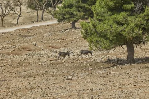 Two donkeys walking through arid rocky landscape with pine trees Stock Photos