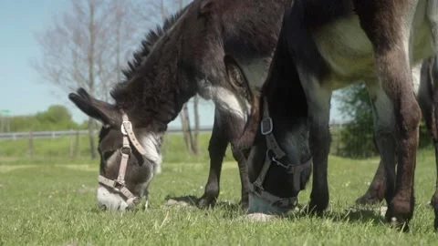 Two donkeys wearing halters are grazing on a green pasture under clear skies. Stock Footage 281352382