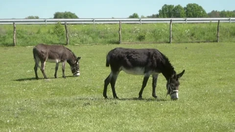 Two donkeys wearing halters are grazing on a green pasture under clear skies. Stock Footage 281352422