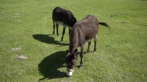 Two donkeys wearing halters are grazing on a green pasture under clear skies. Stock Footage 281352490