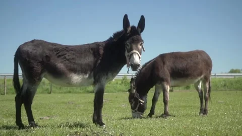 Two donkeys wearing halters are grazing on a green pasture under clear skies. Stock Footage 281352560