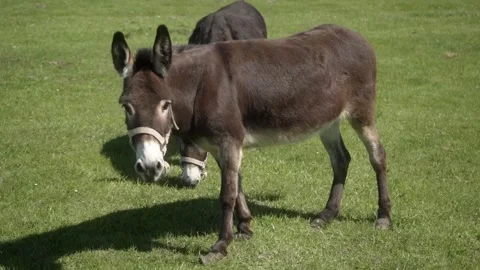 Two donkeys wearing halters are grazing on a green pasture under clear skies. Video stock 281352592