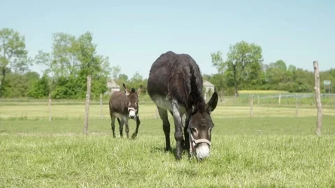 Two donkeys wearing halters are grazing on a green pasture under clear skies. Stock-Footage 281352596