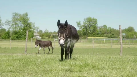 Two donkeys wearing halters are grazing on a green pasture under clear skies. Stock Footage 281352701