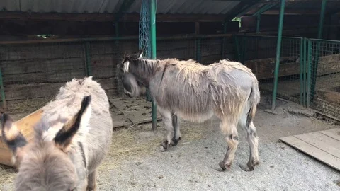 Two donkeys in the zoo Video stock 119078856
