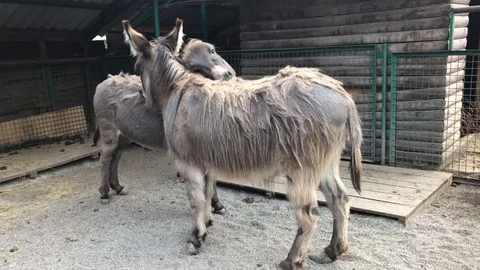 Two donkeys in the zoo scratching each other Video stock 119078812