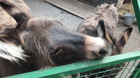 Two donkeys in the zoo scratching each other 動画素材 119078822
