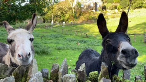 Two Donkies in a padock, Britain, UK Stock Footage 294223013