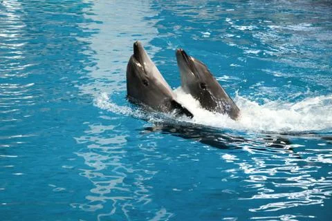 Two dophins dancing in Stock Photos