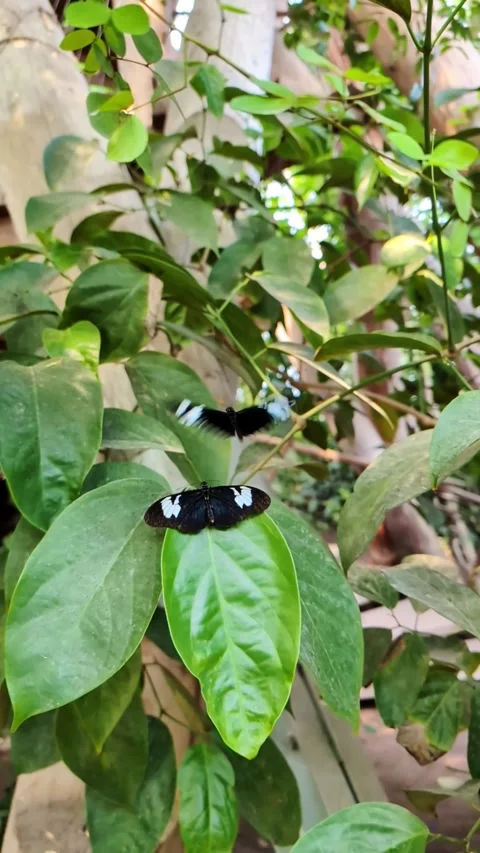 Two doris longwing butterflies resting on vibrant green leaf in jungle Video stock 335637589