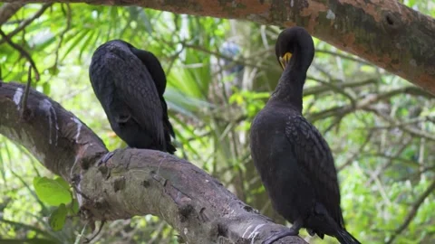 Two double-crested cormorants (Phalacrocorax auritus) grooming on a tree branch Stock Footage 150129986