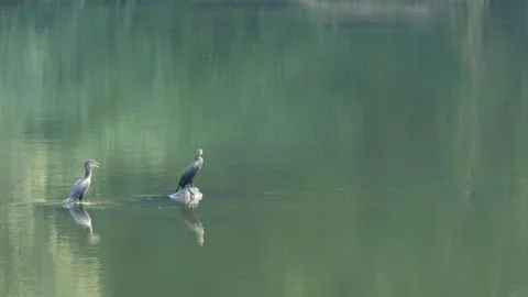 Two double-crested Cormorants standing on rocks in slow moving river Stock Footage 162552727