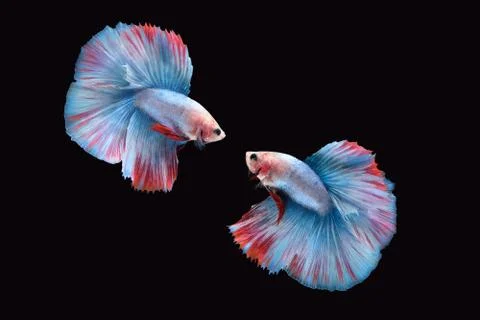 Two Double tail grizzle betta siamese fighting fish in blue white red color Foto stock