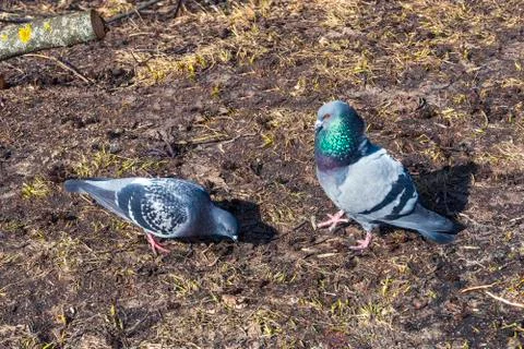 Two dove on the background of dry grass, wet earth, Stock Photos