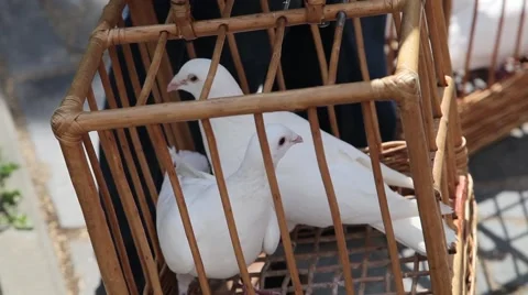 Two dove in a cage Stock Footage 54923343