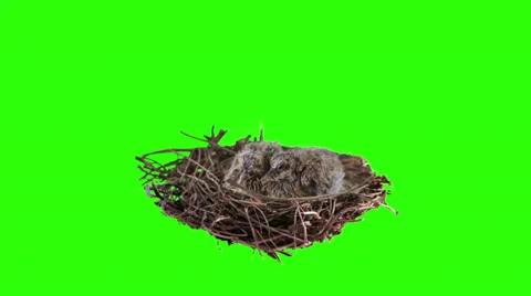 Two dove chicks moving in the nest on green screen. Stock Footage 37658187