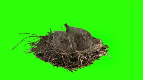 Two dove chicks stable in the nest on green screen. Stock Footage 37655321
