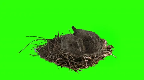 Two dove chicks stationary for a while in the nest on green screen Stock Footage 37655155