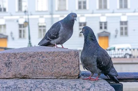 Two dove-colored pigeons study each other on a city street. Stock Photos