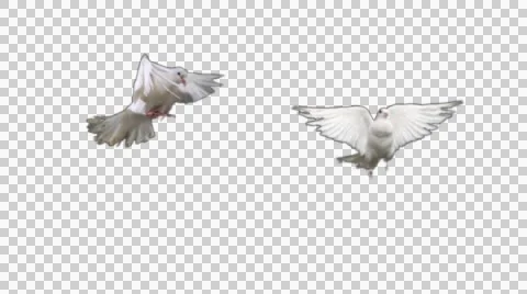 Two doves - alpha Stock Footage 52972000
