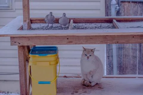 Two doves and white cat at bird feeder Photos