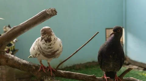 Two doves are perching on the branch Stock-Fotos
