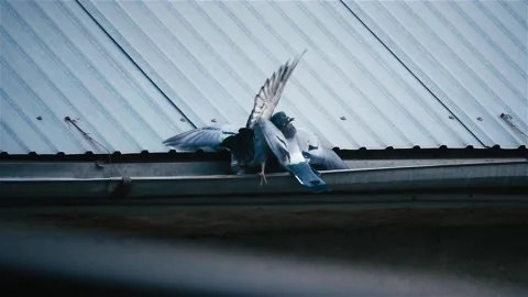 Two doves are playing Video stock 238398578