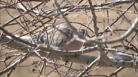 Two Doves in an Aspen Tree Stock Footage 35691138