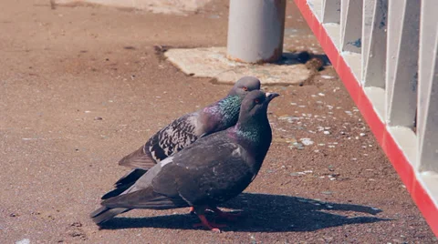 Two doves caring about each other, hug, love Stock Footage 36107433