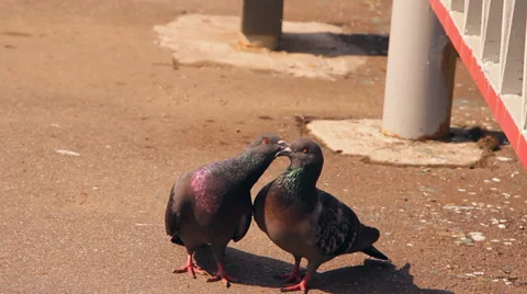 Two doves caring about each other, hug, love Video stock 36109396