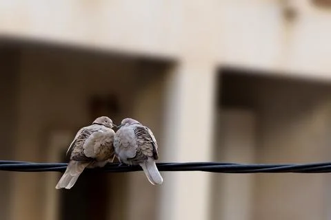 Two doves cuddling Stock Photos
