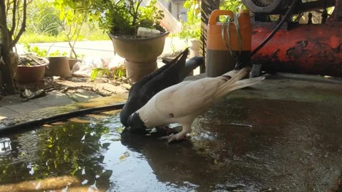 Two doves drinking Stock Footage 283911770