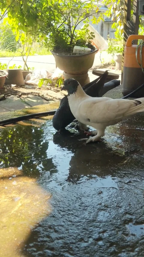 Two doves drinking Stock Footage 283911778
