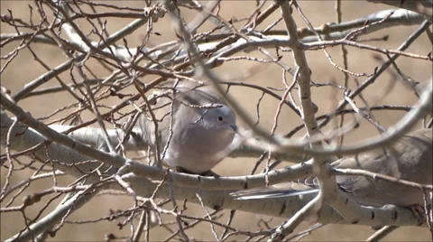 Two Doves during Winter in an Aspen Tree Stock Footage 35690901