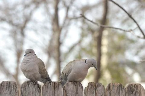 Two Doves on Fence Stock Photos