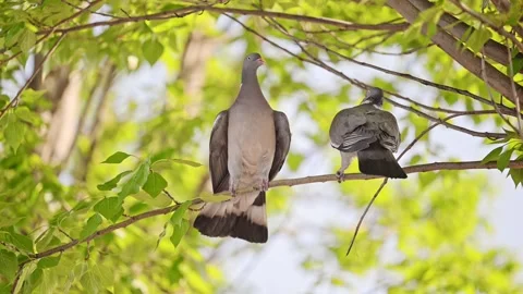 Two doves fighting on a tree branch in slow-motion, 4K. Stock Footage 291892326