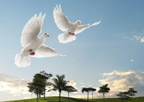 Two doves flying Stock Photos