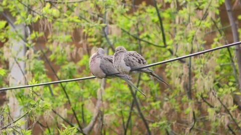 Two Doves Stock Footage 75695862