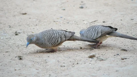 Two doves looking and eating food with walking on the ground Stock Footage 102407493