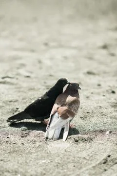 Two doves in love on the beach Stock Photos