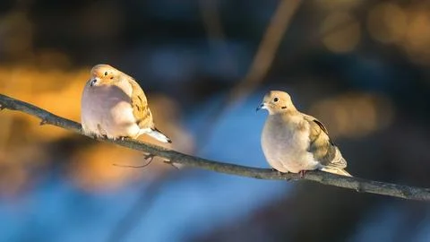 Two doves perch side by side on a slender branch Stock Photos