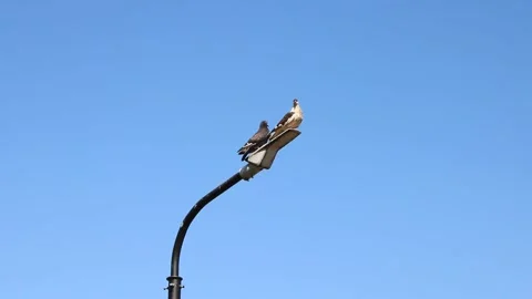Two Doves Perched on a Lamppost Against a Clear Blue Sky Stock Footage 312074699