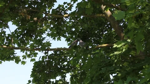 Two Doves Perched on a Maple Tree Branch in High Resolution Stock Footage 312075255