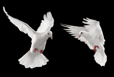 Two doves Stock Photos