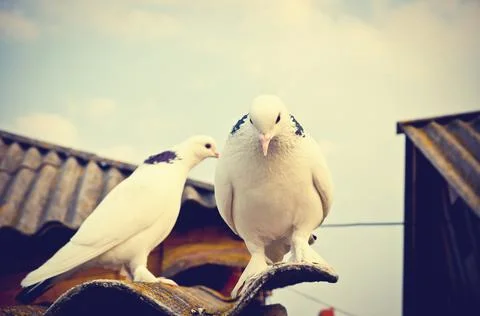 Two doves Foto stock